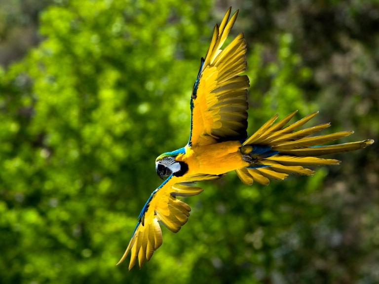 Macaw in flight 768x576