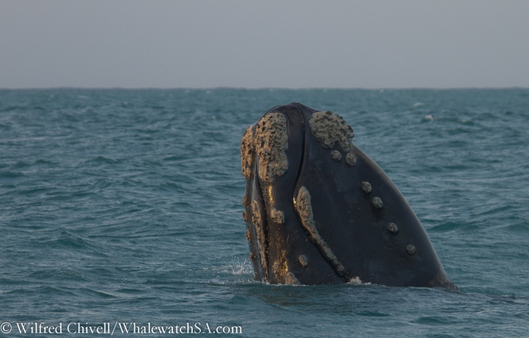 20120803 IMG 3772 768x490