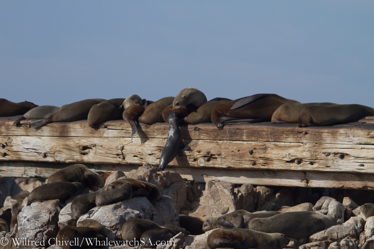 20120803 IMG 4229 768x512