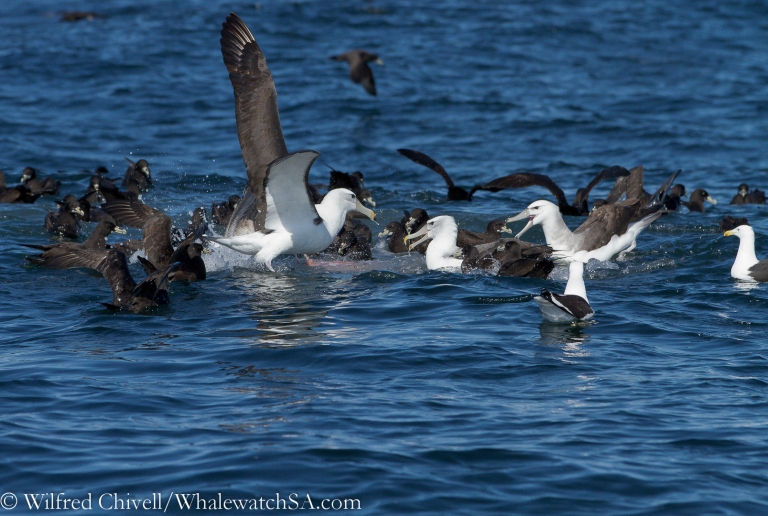 20120911 IMG 5299 768x516