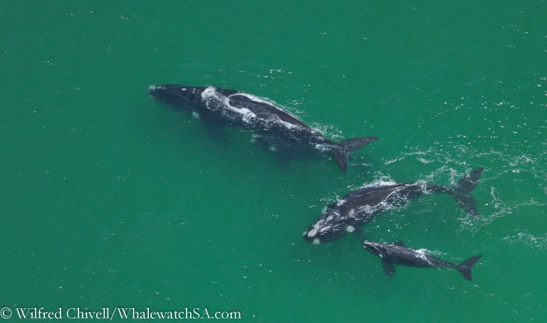 20121106 IMG 8275 768x454