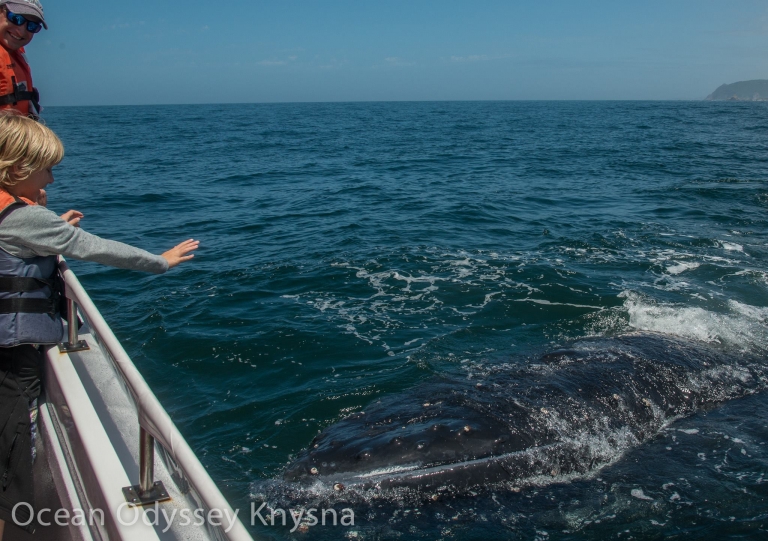 35 Ocean Odyssey 768x541