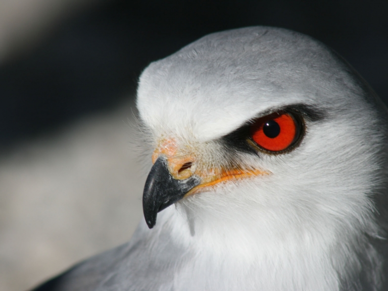 JF blackshoulderedkite 768x576