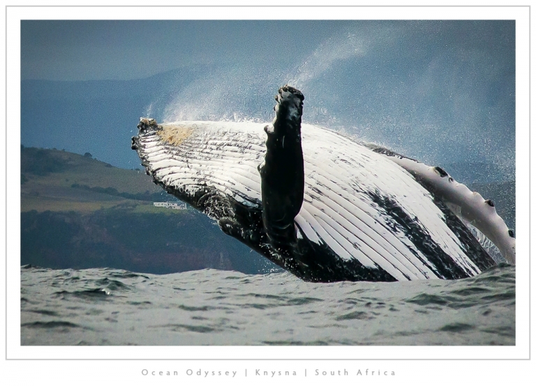 Ocean Odyssey Breaching Humpback Small 768x554