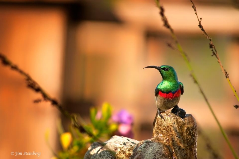 birding1 768x512